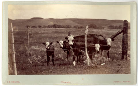 The construction of fences eventually contributed to the end of the large scale open range cattle industry. The question became was this fence to keep the cattle in or out? (WSA Sun Neg 9338, B-183_37, Hereford calves, photo by CD Kirkland, 1870s-1880s)